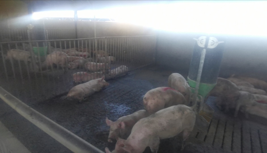 Commercial Property for Sale in Dealesville Free State